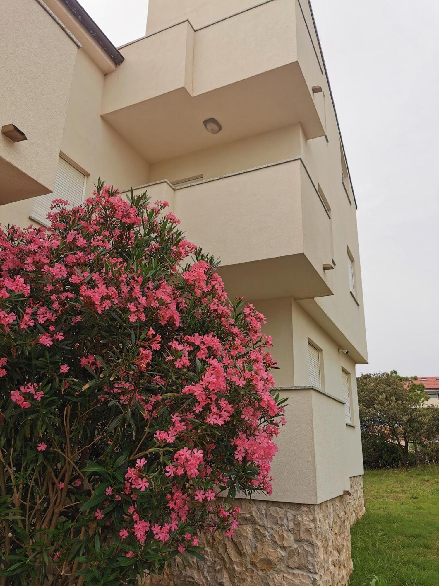 Apartments Riva Povljana Bagian luar foto